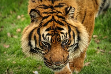 Closeup shot of a beautiful tiger at the zoo