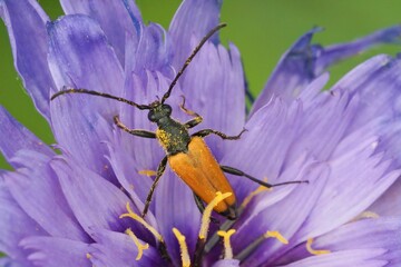 Close up of a Paracorymbia beetle crawling on a purple flower