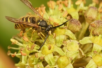 Closeup shot of a bee on yellow flowers
