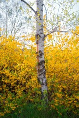 Vertical image of birch in the background of bright yellow woods in autumn