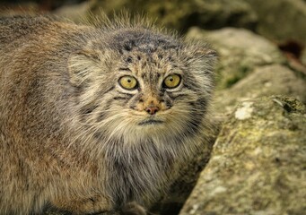Naklejka na ściany i meble Closeup shot of a Pallas's cat at the zoo