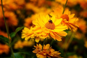 Selective focus shot of a bee on a Perennials Heliopsis in a garden on a sunny day
