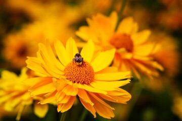 Selective focus shot of a bee on a Perennials Heliopsis in a garden on a sunny day