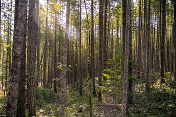 Fototapeta premium Koksilah River Park, British Columbia, Canada