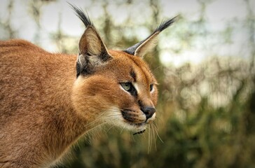 Closeup shot of a caracal in its natural habitat