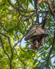A bat hanging on a tree and sleeping