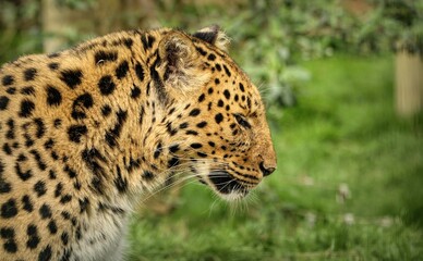 Closeup of an Amur leopard in the forest