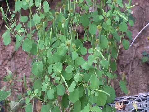 organic papalo vegetable from mexico