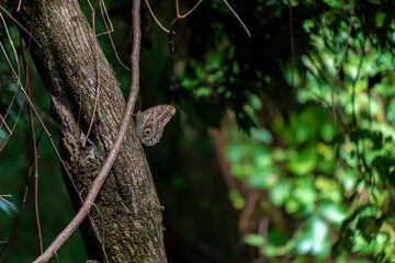butterfly on a branch