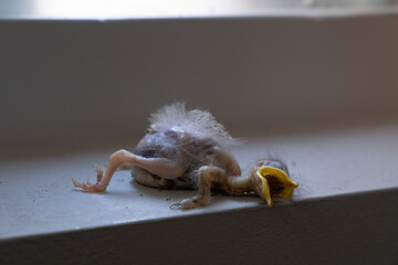 Body of a dead baby starling, just hatched bird cick or fledgeling lying on a windowsill