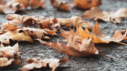 Autumn leaves background. Plane tree leaves on the street. Romantic and serene feelings background. Blurry photography. Noise included