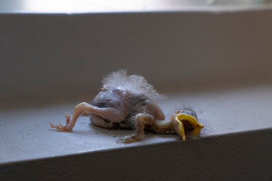 Body of a dead baby starling, just hatched bird cick or fledgeling lying on a windowsill