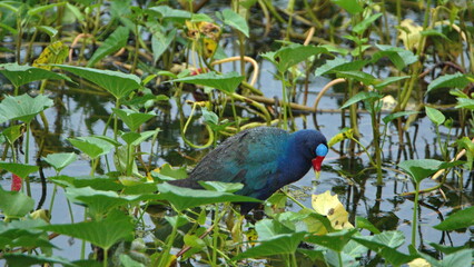 Common gallinule (Gallinula galeata) wading in the marsh at La Segua wetlands near Chone, Ecuador