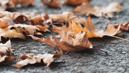 Autumn leaves background. Plane tree leaves on the street. Romantic and serene feelings background. Blurry photography. Noise included