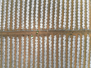 aerial view of person working in furrow planting field