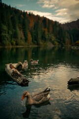 Vertical shot of a flock of geese swimming in a pond in an autumn forest