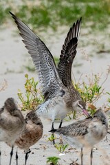 Vertical shot of Bar-tailed Godwits - Limosa lapponica in New Zealand