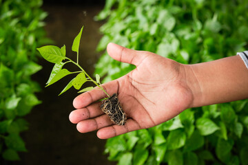 hand holding aji tabasco chili seedling with planting trays with seedlings in the background