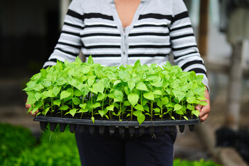 unrecognizable woman holding a planting tray with tabasco chili seedlings