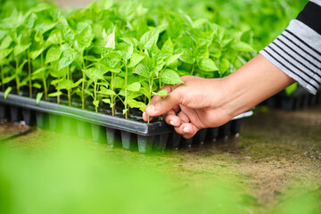 hand taking a seedling of ajitabasco from a planting tray