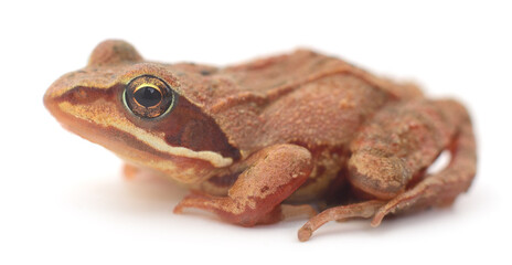 Small brown frog.