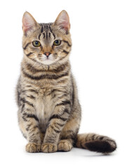 Fototapeta premium Kitten on white background.