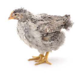 Grey hen isolated.