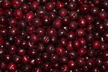 Background of red ripe cherries. View from above.