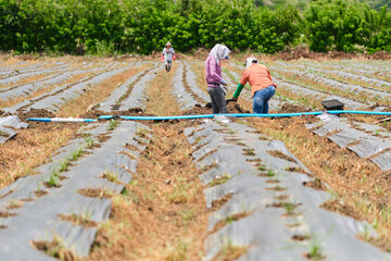 unrecognizable people working in a planting field