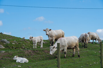 White cows on grass hill in pasture against blue sky
