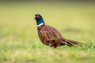 Ringneck Pheasant (Phasianus colchicus) male close up