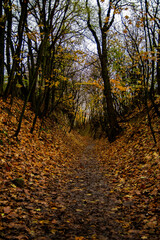 Jesienny wąw&oacute;z w lesie