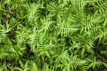 Green texture fern. Fern with green leaves on a natural background.