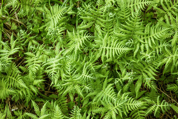 Fototapeta na wymiar Green texture fern. Fern with green leaves on a natural background.