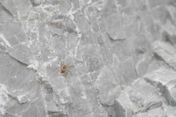 spider on the rock