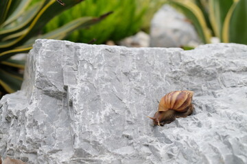 snail on stone