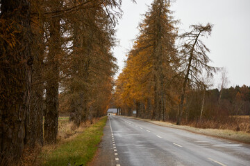 Road in the alley of larch on the autumn day, selective focus