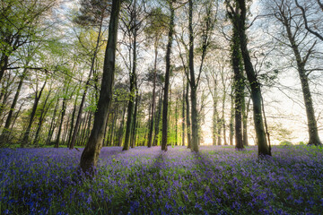 Bluebell Wood