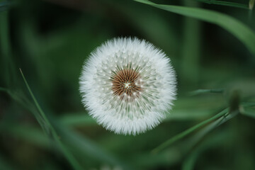 Dandelion Clock