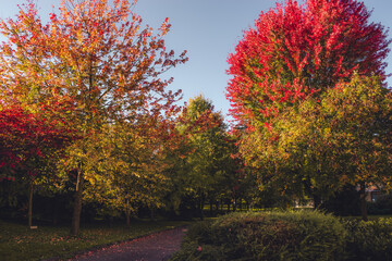 autumn in the park