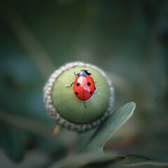 Ladybird on Acorn
