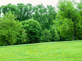 parkland grass lawn with dandelions at the green hill slope