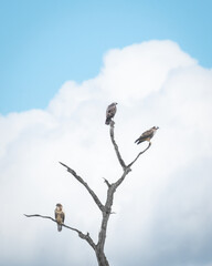 Family of Buzzards