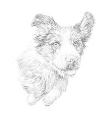 Aussie dog Sketch. Illustration of Australian shepherd isolated on white background. Animal art collection: Dogs. Realistic puppy Portrait. Hand Painted Illustration of Pets. Good for print on t shirt