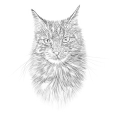 Obraz premium Maine Coon Cat Breed. Sketch. Kitty head isolated on white background. Pencil, ink hand drawn realistic portrait. Animal collection: Cats. Good for print T-shirt, banner. Art background
