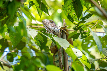 Wild iguana 