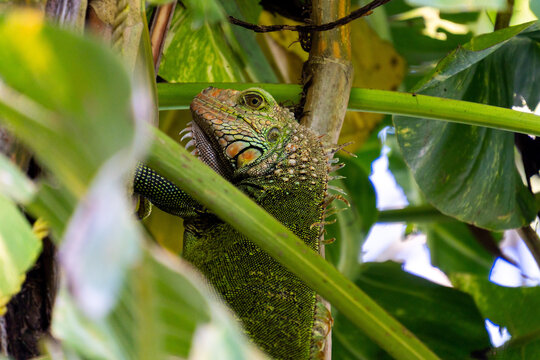 Wild iguana 