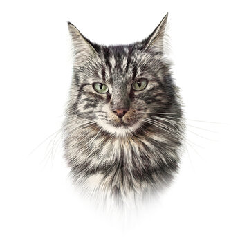 Illustration of Maine Coon Cat isolated on white background. Kitty head. Pencil, ink hand drawn realistic portrait. Animal art collection: Cats. Good for print T-shirt, pillow. Design template