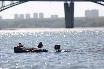 three wild ducks sitting on stones in the river with city buildings on backgrond