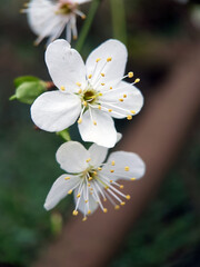 Macro white blossom flower green leaf summer garden